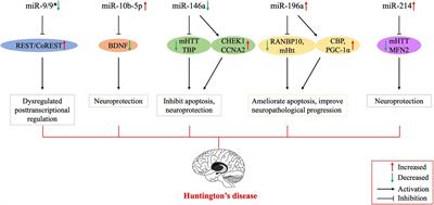 MicroRNAs in Huntington’s Disease: Diagnostic Biomarkers or Therapeutic Agents?